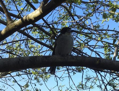 Butcher bird | BIRDS in BACKYARDS