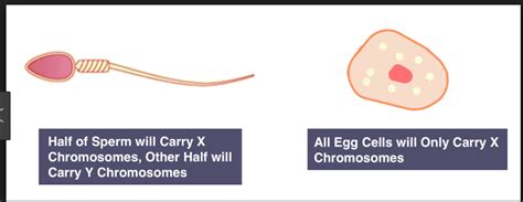 Sex Cell Anathomy Diagram Quizlet