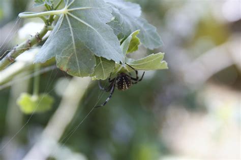 Black And White Spider Free Stock Photo Public Domain Pictures