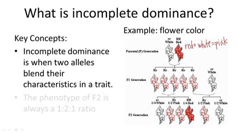 Non Mendelian Inheritance Video Biology Ck 12 Foundation