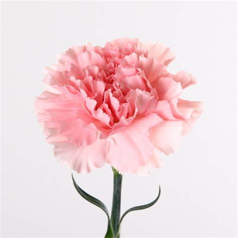 Light Pink Carnation Kittelberger Wholesale Florist Webster And Rochester