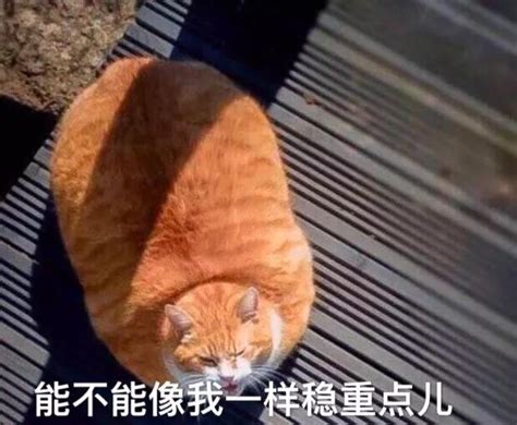 橘猫为什么这么胖 知乎