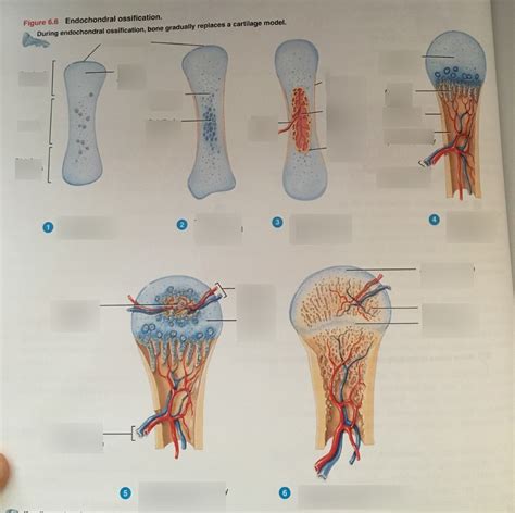 Endochondral Ossification Label Diagram Quizlet