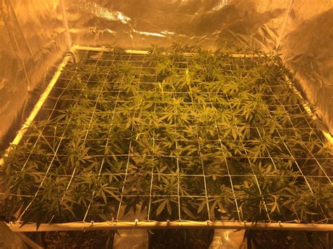 SCROG - Snowcap - 5x5 Tent | 420 Magazine