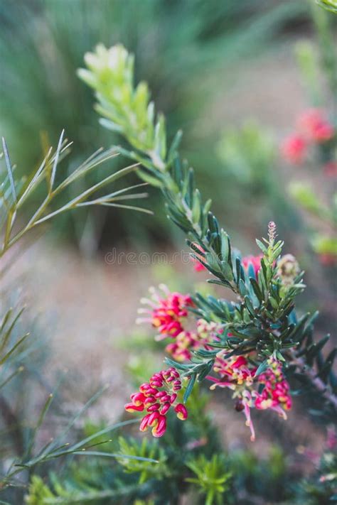 Planta Nativa Austral De Grevillea Con Flores Rojas Al Aire Libre En