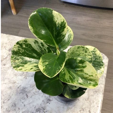 Peperomia Obtusifolia Variegata Baby Rubber Plant Variegata