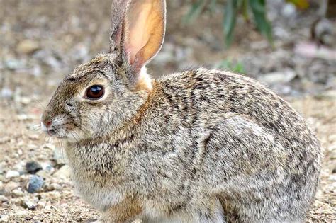 Rabbits: 6 Effective Methods to Keep Rabbits out of Your Garden