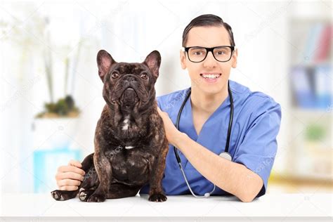 Male Veterinarian Doctor With Bulldog Stock Photo By ©ljsphotography