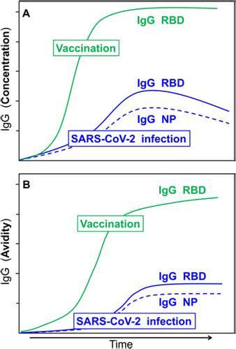 疫苗接种与 Sars Cov 2 感染：高亲和力 Igg 反应的建立与不完全亲和力成熟journal Of Medical Virology