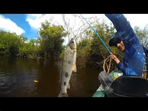 Pesca de piau varinha de mão Dicas técnica e prática YouTube