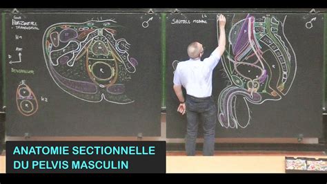 Anatomie Sectionnelle Du Pelvis Masculin Pelvis Youtube