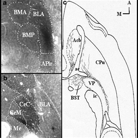 Amygdalar Projection To The NAc A And B Are Low Power