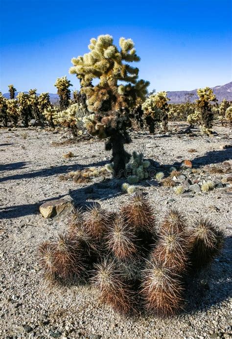 Cylindropuntia Bigelovii And Strawberry Hedgehog Cactus Echinocereus