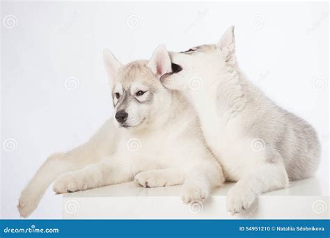 Siberian Husky puppies stock photo. Image of dogs, pedigreed - 54951210