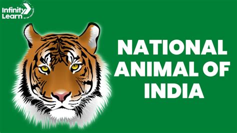 National Animal Of India Important Facts On Tiger