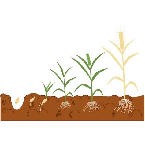 Stade De Croissance Du Bl Processus De D Veloppement Des Semis De