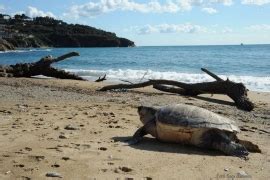 Spiaggiamenti Di Cetacei E Tartarughe Rapporto Del Dalle Coste