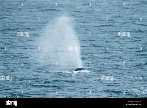 Whales Blow Hi Res Stock Photography And Images Alamy