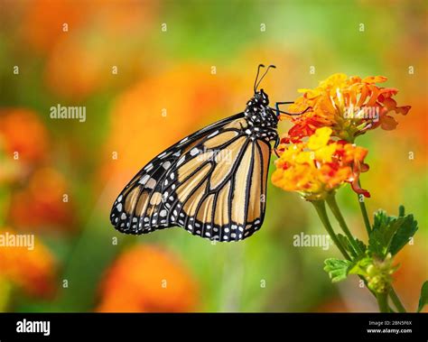 Monarch Butterfly Danaus Plexippus On Lantana Flowers During The