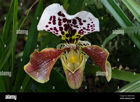 A Venus Slipper Orchid At Kew Gardens Orchid Festival Stock Photo