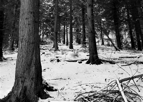 Free Images Tree Nature Forest Wilderness Branch Snow Winter