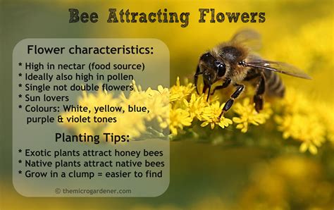 Bees Flowers Pollination Beautiful Flower Arrangements And Flower Gardens