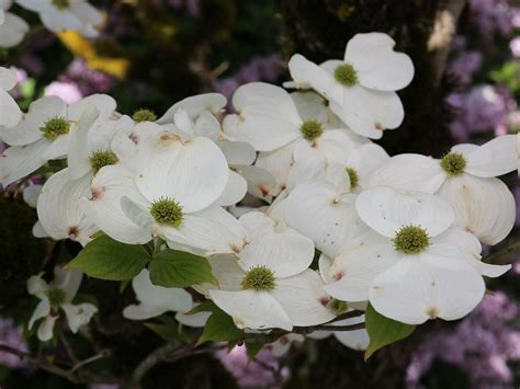 Dogwood, Flowering Cloud 9 - Campbell's Nursery
