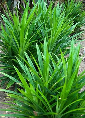 Discover The Secrets Of Pandan Plant Care With 7 Easy Tips