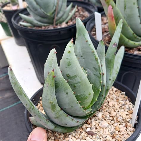 Aloe Petricola 1ga Dryoasisplants