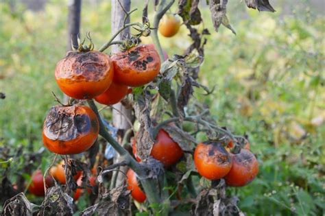 Zaraza ziemniaczana na pomidorach Objawy i zwalczanie Czym pryskać