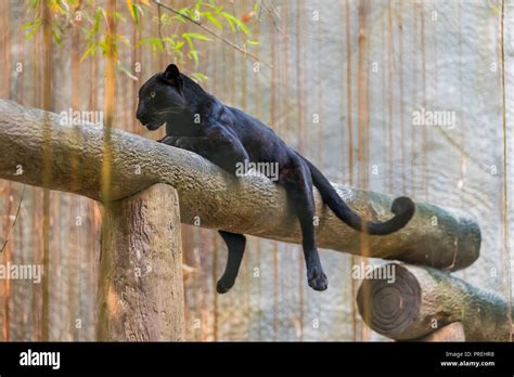 Una Pantera Negra Melanistic Es La Variante De Color De Cualquiera De