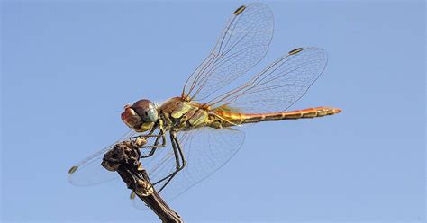 Female Dragonflies Fake Death To Avoid Sex