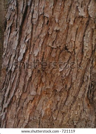 Silver Maple Tree Bark Stock Photo 721119 : Shutterstock