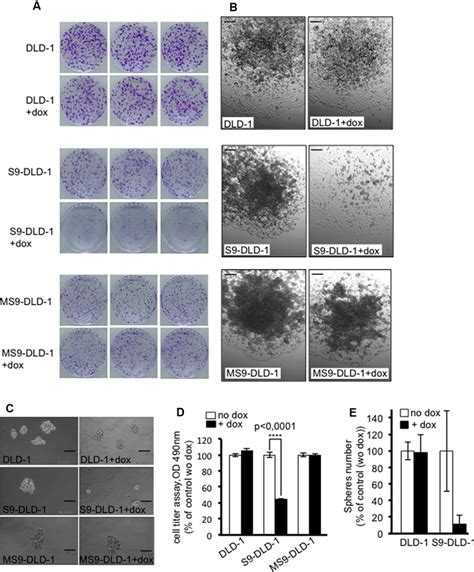 Sox Decreases The Clonal Capacity Of Dld Cells Induces A Cell Cell