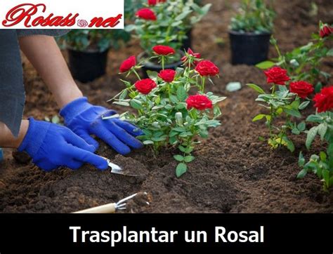 C Mo Y Cu Ndo Trasplantar Un Rosal Paso A Paso Gu A Completa