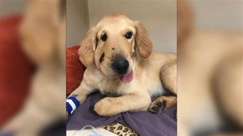 Video Dog recovers from rattlesnake bite after protecting owner - ABC News