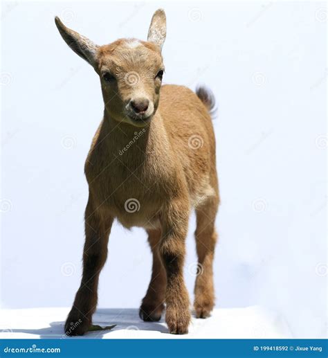 Baby Goat on White Background Stock Photo - Image of show, farm: 199418592