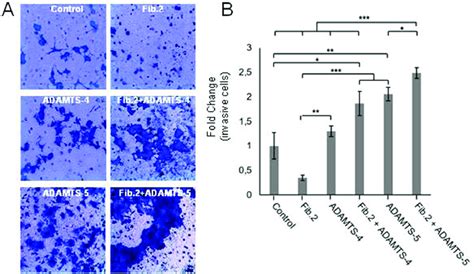 Invasion Capacity Of MCF 7 Is Increased By The Simultaneous Presence Of