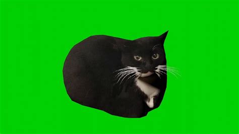 Maxwell The Cat Green Screen YouTube