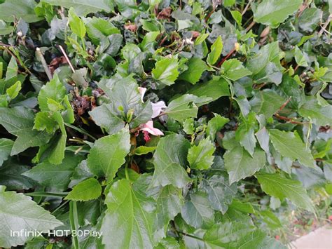 Infinix Hot Play Review The Big Battery Budget Smartphone Techsawa