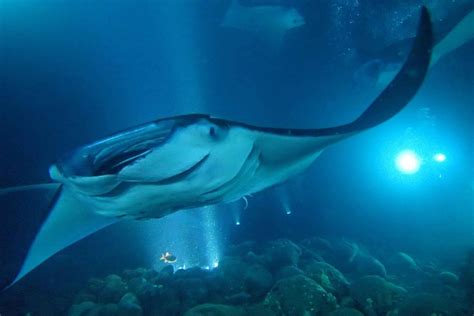 Big Island Kailua Kona Night Manta Ray Swim In Hawaii My Guide Hawaii