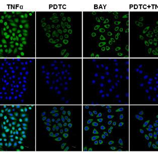 Cell Apoptosis Induced by PDTC or BAY 11 7085 and Sensitivity to TNFα