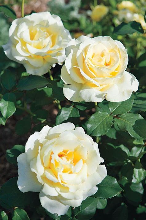 What The Heck Is The Difference Between Hybrid Tea Grandiflora