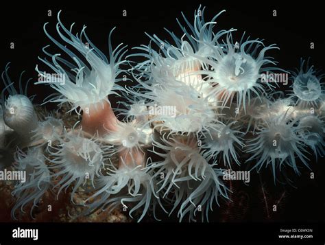 Sea Anemones Feeding Hi Res Stock Photography And Images Alamy