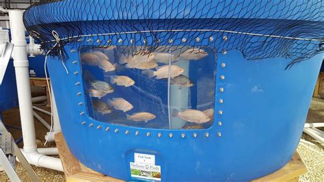 Tilapia Farming In Tanks