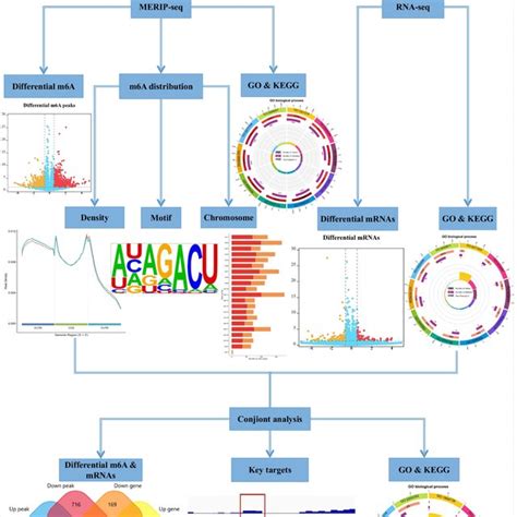 Go Biological Process And Kegg Pathway Analysis Of Genes With