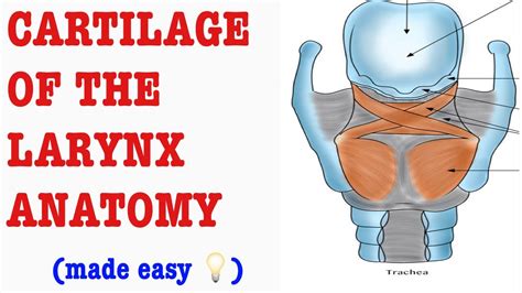 Cartilages Of The Larynx Made Easy Dandn Medical Series Youtube