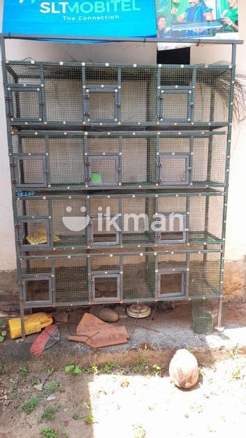 Bird Cage In Jaffna City Ikman