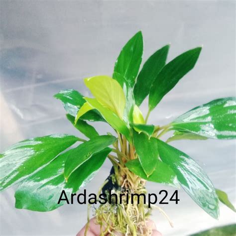 Jual Anubias Sp Media Wabi Tanaman Hias Aquascape Shopee Indonesia