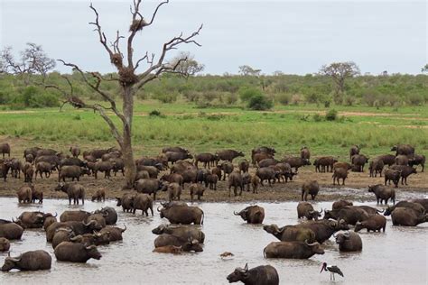 Kruger National Park Private Full Day Safari Trip